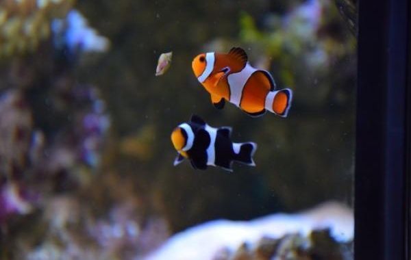 Umzug mit Meerwasseraquarium