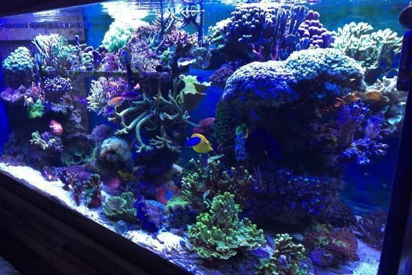 meerwasser-aquarium-a0440148 image Wie transportiere ich ein Meerwasser Aquarium?